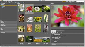 What is adobe bridge cc