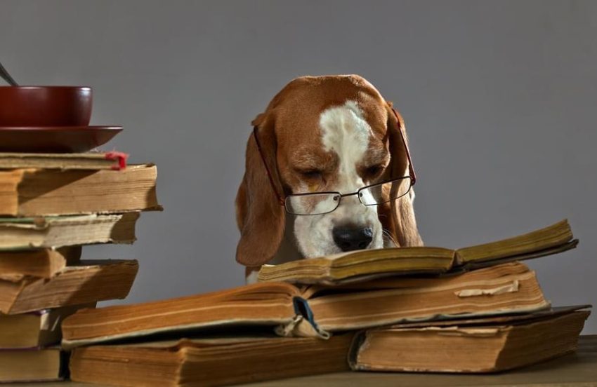 HistoryHound 