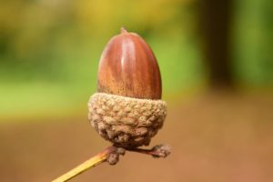 Acorn 